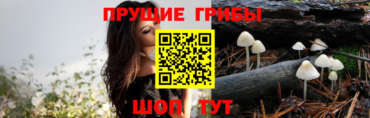хочу наркоту  Вход с VPN  Галлюциногенные грибы MAGIC MUSHROOMS  Сунжа  Галлюциногенные грибы Cubensis 